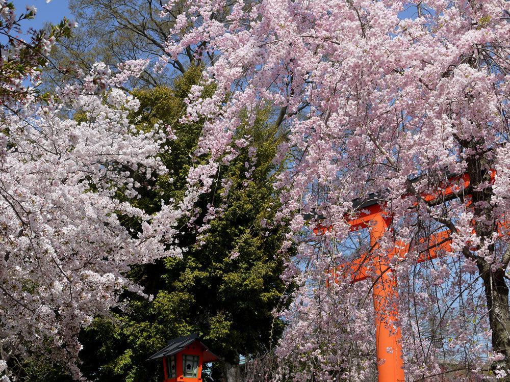 京都桜の名所バスツアー 和歌山県発のバスツアー